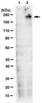 Anti-TNRC6ABC Antibody, clone 7A9 clone 7A9, from rat