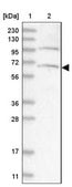 Anti-ARMC8 antibody produced in rabbit Prestige Antibodies&#174; Powered by Atlas Antibodies, affinity isolated antibody, buffered aqueous glycerol solution