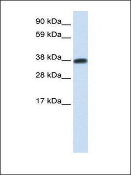 Anti-DMRTC2 antibody produced in rabbit affinity isolated antibody
