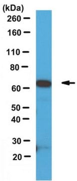 Anti-SOX9 Antibody from rabbit, purified by affinity chromatography