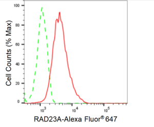 KD-Validated Anti RAD23A Antibody, clone 24GB1080, Rabbit Monoclonal clone 24GB1080, recombinant rabbit monoclonal, expressed in HEK293 cells