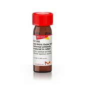 Anti-Nitric Oxide Synthase, Universal antibody produced in rabbit affinity isolated antibody, buffered aqueous solution