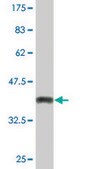 Monoclonal Anti-SNX3 antibody produced in mouse clone 3A9, purified immunoglobulin, buffered aqueous solution
