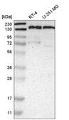 Anti-PPFIA1 antibody produced in rabbit Prestige Antibodies&#174; Powered by Atlas Antibodies, affinity isolated antibody