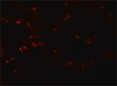 Anti-TMEM184B antibody produced in rabbit affinity isolated antibody, buffered aqueous solution