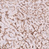 Monoclonal Anti-ITGB1 antibody produced in mouse Prestige Antibodies® Powered by Atlas Antibodies, clone CL15606, purified antibody (Protein A)