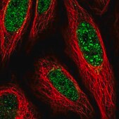 Anti-PLSCR4 antibody produced in rabbit Prestige Antibodies&#174; Powered by Atlas Antibodies, affinity isolated antibody, buffered aqueous glycerol solution