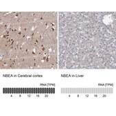 Anti-NBEA antibody produced in rabbit Prestige Antibodies® Powered by Atlas Antibodies, affinity isolated antibody, buffered aqueous glycerol solution