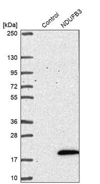 Anti-NDUFB3 antibody produced in rabbit Prestige Antibodies&#174; Powered by Atlas Antibodies, affinity isolated antibody, buffered aqueous glycerol solution