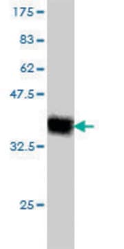 Monoclonal Anti-KLRC3 antibody produced in mouse clone 3D5, purified immunoglobulin, buffered aqueous solution
