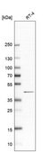 Anti-PAQR6 antibody produced in rabbit Prestige Antibodies&#174; Powered by Atlas Antibodies, affinity isolated antibody