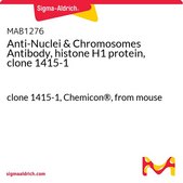 Anti-Nuclei & Chromosomes Antibody, histone H1 protein, clone 1415-1 clone 1415-1, Chemicon®, from mouse