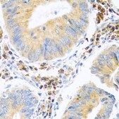 Anti-MANF antibody produced in rabbit