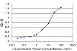 ANTI-BRAF antibody produced in mouse clone 1F2, purified immunoglobulin, buffered aqueous solution