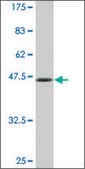 Monoclonal Anti-BRF1 antibody produced in mouse clone 2E9, ascites fluid