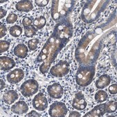 Anti-COX19 antibody produced in rabbit Prestige Antibodies&#174; Powered by Atlas Antibodies, affinity isolated antibody, buffered aqueous glycerol solution
