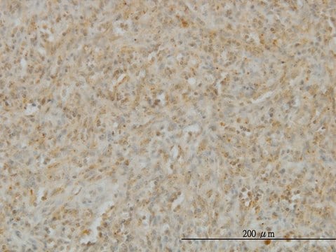 Monoclonal Anti-TNFSF14 antibody produced in mouse clone 4E3, purified immunoglobulin, buffered aqueous solution