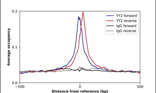 Anti-YY2 antibody produced in rabbit Prestige Antibodies&#174; Powered by Atlas Antibodies, affinity isolated antibody