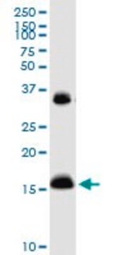 Anti-IFITM3 antibody produced in rabbit purified immunoglobulin, buffered aqueous solution