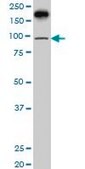 Monoclonal Anti-PML antibody produced in mouse clone 1D12, purified immunoglobulin, buffered aqueous solution