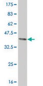 ANTI-ELF3 antibody produced in mouse clone 3B6, purified immunoglobulin, buffered aqueous solution