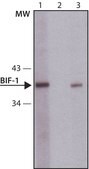 Anti-Bif-1 antibody produced in rabbit ~1.0 mg/mL, affinity isolated antibody, buffered aqueous solution
