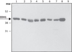 Anti-IDH1 (C-terminal) antibody produced in rabbit ~1.0 mg/mL, affinity isolated antibody