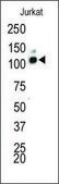 Anti-MCK10 (C-term) antibody produced in rabbit IgG fraction of antiserum, buffered aqueous solution