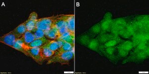 Anti-Thioredoxin/TXN Antibody, clone 3H3 ZooMAb® Rabbit Monoclonal recombinant, expressed in HEK 293 cells