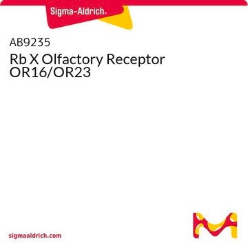 Rb X Olfactory Receptor OR16/OR23