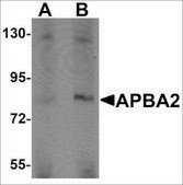 Anti-APBA2 antibody produced in rabbit affinity isolated antibody, buffered aqueous solution