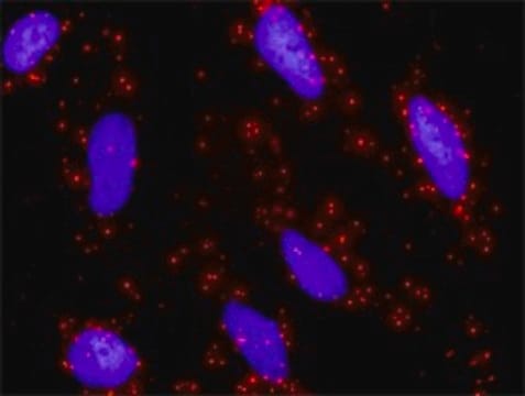 Anti-ETS1 antibody produced in rabbit purified immunoglobulin, buffered aqueous solution
