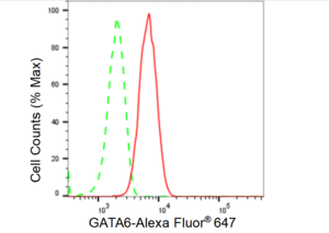 Anti GATA6 Antibody, clone 23GB5525, Rabbit Monoclonal clone 23GB5525, recombinant rabbit monoclonal, expressed in HEK293 cells