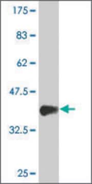 Monoclonal Anti-MIXL1 antibody produced in mouse clone 4D11, purified immunoglobulin, buffered aqueous solution