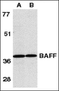Anti-BAFF Antibody, CT Chemicon&#174;, from rabbit