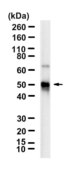 Anti-IKKγ Antibody, clone 1L20 ZooMAb® Rabbit Monoclonal recombinant, expressed in HEK 293 cells