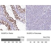 Anti-SUGP2 antibody produced in rabbit Prestige Antibodies® Powered by Atlas Antibodies, affinity isolated antibody, buffered aqueous glycerol solution