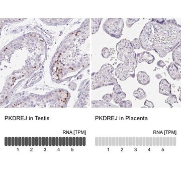 Anti-PKDREJ antibody produced in rabbit Prestige Antibodies&#174; Powered by Atlas Antibodies, affinity isolated antibody, buffered aqueous glycerol solution