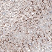 Monoclonal Anti-FOLH1 antibody produced in mouse Prestige Antibodies® Powered by Atlas Antibodies, clone CL9091, purified immunoglobulin, buffered aqueous glycerol solution