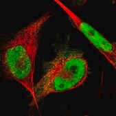 Anti-CWC27 antibody produced in rabbit Prestige Antibodies® Powered by Atlas Antibodies, affinity isolated antibody, buffered aqueous glycerol solution