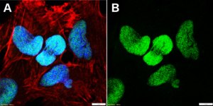 Anti-POU3F2 Antibody, clone 1O12 ZooMAb® Rabbit Monoclonal recombinant, expressed in HEK 293 cells