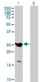 Anti-GAJ antibody produced in mouse IgG fraction of antiserum, buffered aqueous solution