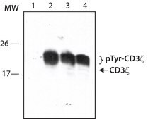 Anti-phospho-CD3&#950; (pTyr142) antibody produced in rabbit ~1.0&#160;mg/mL, affinity isolated antibody