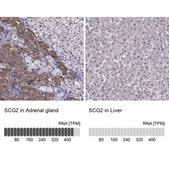 Anti-SCG2 Prestige Antibodies® Powered by Atlas Antibodies, affinity isolated antibody