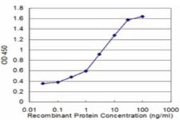 Monoclonal Anti-DBN1 antibody produced in mouse clone 2E11, purified immunoglobulin, buffered aqueous solution