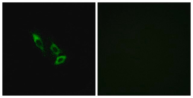 Anti-OR10V1 antibody produced in rabbit affinity isolated antibody