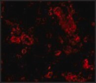 Anti-TRIM30 (ab2) antibody produced in rabbit affinity isolated antibody