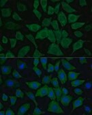 Anti- IDH1 antibody produced in rabbit