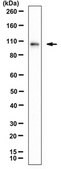 Anti-Ligand-dependent nuclear receptor-interacting factor 1 Antibody 0.5&#160;mg/mL, from rabbit