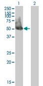 Anti-EIF3S5 antibody produced in mouse IgG fraction of antiserum, buffered aqueous solution